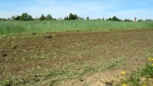 Мотоблок Shtenli G-192 (работа фрезой) _ Agrostroy.by