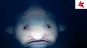 ТОП 5 НЕОБЫЧНЫХ РЫБ! "ЧАСТЬ 2"