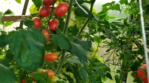 Черри Марс - сладкая конфетка! Ликопа, Котя - три идеальных черри!!!