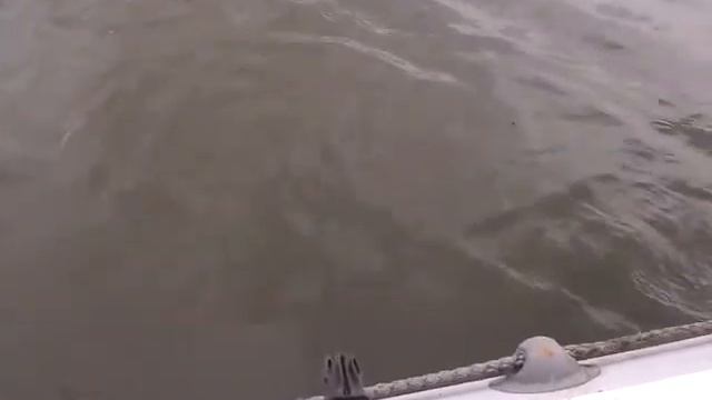 Чавыча бывает разная