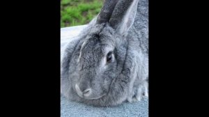 Советская шиншилла порода кроликов