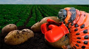 Жук вернулся и атакует