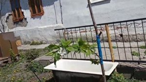 Дела Огородные. Алыча "Кубанская Комета"