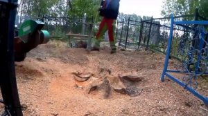 Пень на кладбище как убрать? есть решение! Removing a stump in a cemetery. Arboristic in Russia