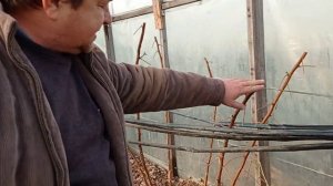 Малина Маравилла: осенне-зимняя эффективная подкормка