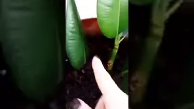 Фикус каучуконосный,черенкование,результат смотреть онлайн
