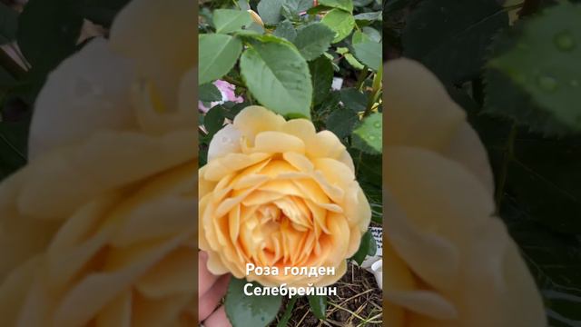 Роза голден Селебрейшн / rose Golden Celebration