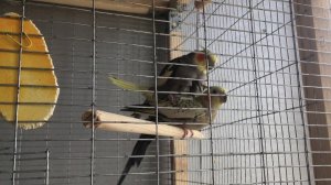 Как спариваются кореллы, пара: стандартный самец и жемчужная самка .