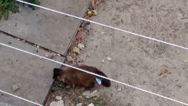 Хроники киевского зоопарка Обезьяна разбивает орех ч 1 смотреть онлайн