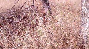 Джек Рассел Терьер охотится на мелкую дичь