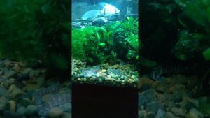 Акантофтальмус. Необычные рыбки, красивые и неприхотливые. #nature #аквариум #акантофтальмус