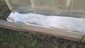 Как перезимовали корне собственные Розы и черенки.