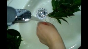 Фикус уход и размножение