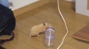 ХОМЯК ТАНЦУЕТ С БУТЫЛКОЙ