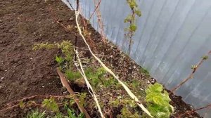 ЖИЗНЬ в доме  или ПРОСТО человек ! Огород шесть соток  .