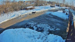 Ротвейлер охраняет территорию в отсутствии хозяина