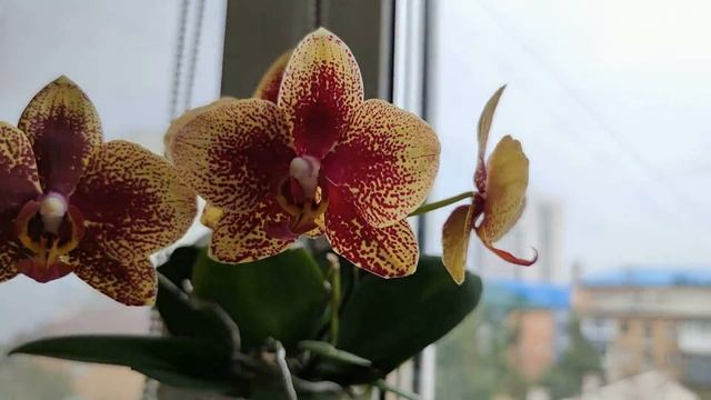 КРАСИВЕЙШИЕ КАДРЫ ЦВЕТЕНИЯ ОРХИДЕЙ В СЕНТЯБРЕ! ОБЗОР ЛУЧШИХ ЦВЕТЕНИЙ ОРХИДЕЙ НАЧАЛА ОСЕНИ! 33 КАДРА смотреть онлайн