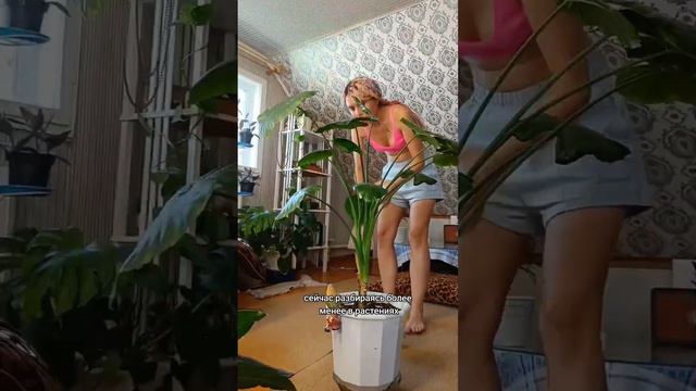 #комнатныерастения #комнатныецветы #растения #цветы #алоказия #алоказияуход