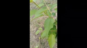 Летняя обрезка черешни