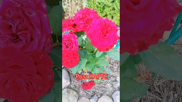 Роза Хартс #цветениероз #цветутрозы #цветывсаду #цветы #розы #розывсаду #сортароз @красныерозы