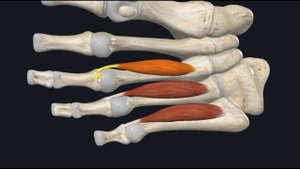 Подошвенные межкостные мышцы (mm. interossei plantares) 3D Анатомия