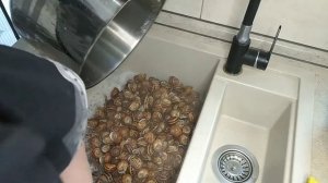 Паштет из виноградной улитки. #улиточнаяферма #фермапозитива #паштетизулитки #паштет #улитка