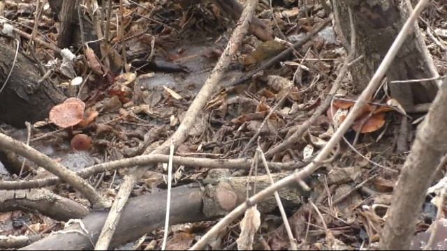 Грибы в Марте.фламмулина 2021 смотреть онлайн