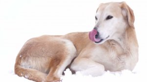 Ловушка ничего не сняла. Косули на горизонте, охотничья собака-некусака в попутчиках . Февраль.