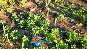 КЛУБНИКА  Дачница любитель /// огородничество садоводство