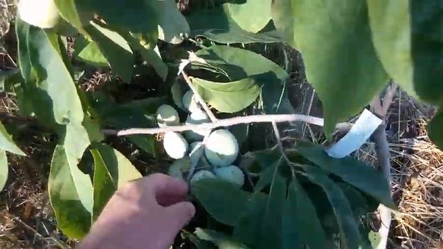 Азимина. ЧТО МОЖЕТ ПОЛУЧИТЬСЯ при слабом опылении. КАК ПОМОЧЬ ПЕРЕЖИТЬ жару и засуху. смотреть онлайн