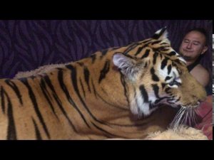 тигры пришли домой
