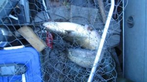 Ловля сома в сентябре Тверская область 21.09.2016