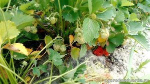 Стала созревать ягода клубники у сорта Витязь Прогулка по грядке