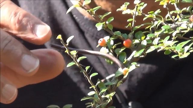 Starting a bonsai tree collection from cuttings, nursery plants Part 1 смотреть онлайн