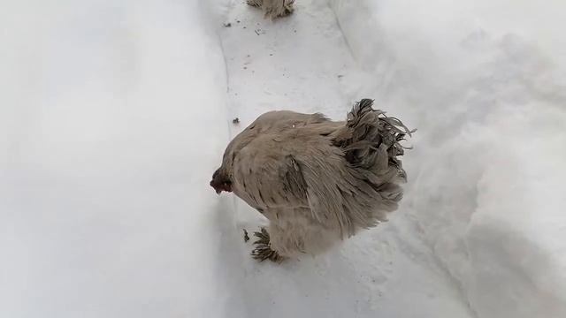 Брама лаванда. смотреть онлайн
