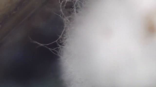 Триходерма (Trichoderma asperellum) или плоская земля Нарнии. Весна.