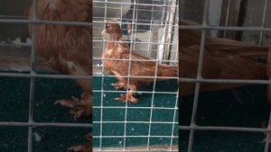 Краснодарские бойные