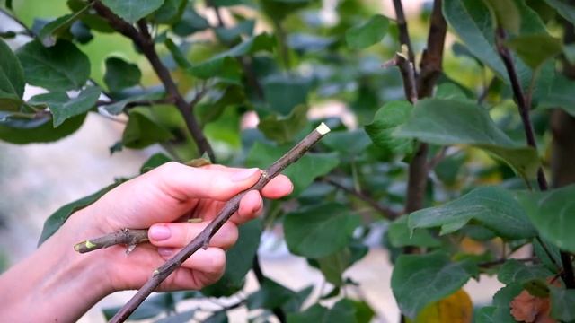 Как быстро привить дерево. смотреть онлайн