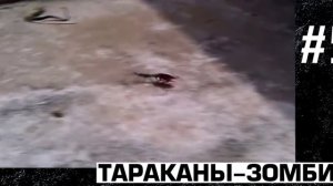 10 Реальных животных-зомби