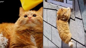 Красивые рыжие коты