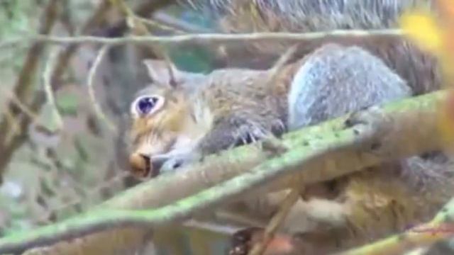 Скачет белка по забору. смотреть онлайн