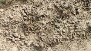 Уборка картофеля. Когда и как.