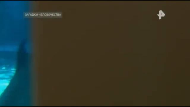 Топ-5 самых умных животных смотреть онлайн