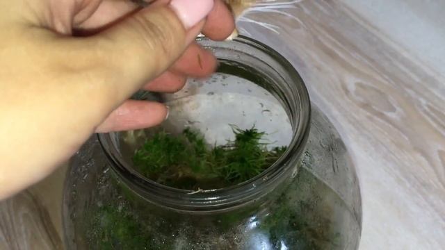Как хранить и проращивать мох сфагнум в домашних условиях смотреть онлайн