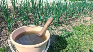 Подкормка для лука и моркови. Избавляет от мухи и феноменально прибавляет к размеру плода.