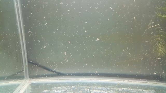 Мезонаута Фестивум малёк 1 неделя смотреть онлайн