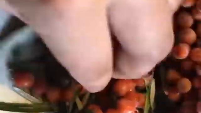 Собираем облепиху просто! смотреть онлайн