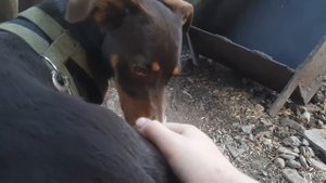 как ухаживать за собаками