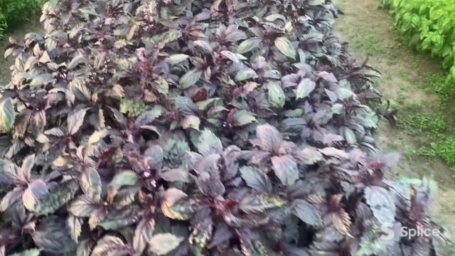 Пряность тысячи вкусов! смотреть онлайн