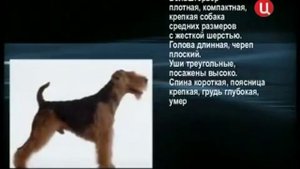 Все породы собак. Вельштерьер